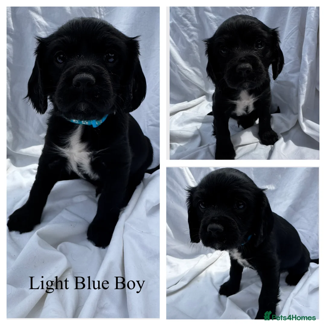 Mixed Breed dogs for sale: Springalier puppies for sale  - Advert 11