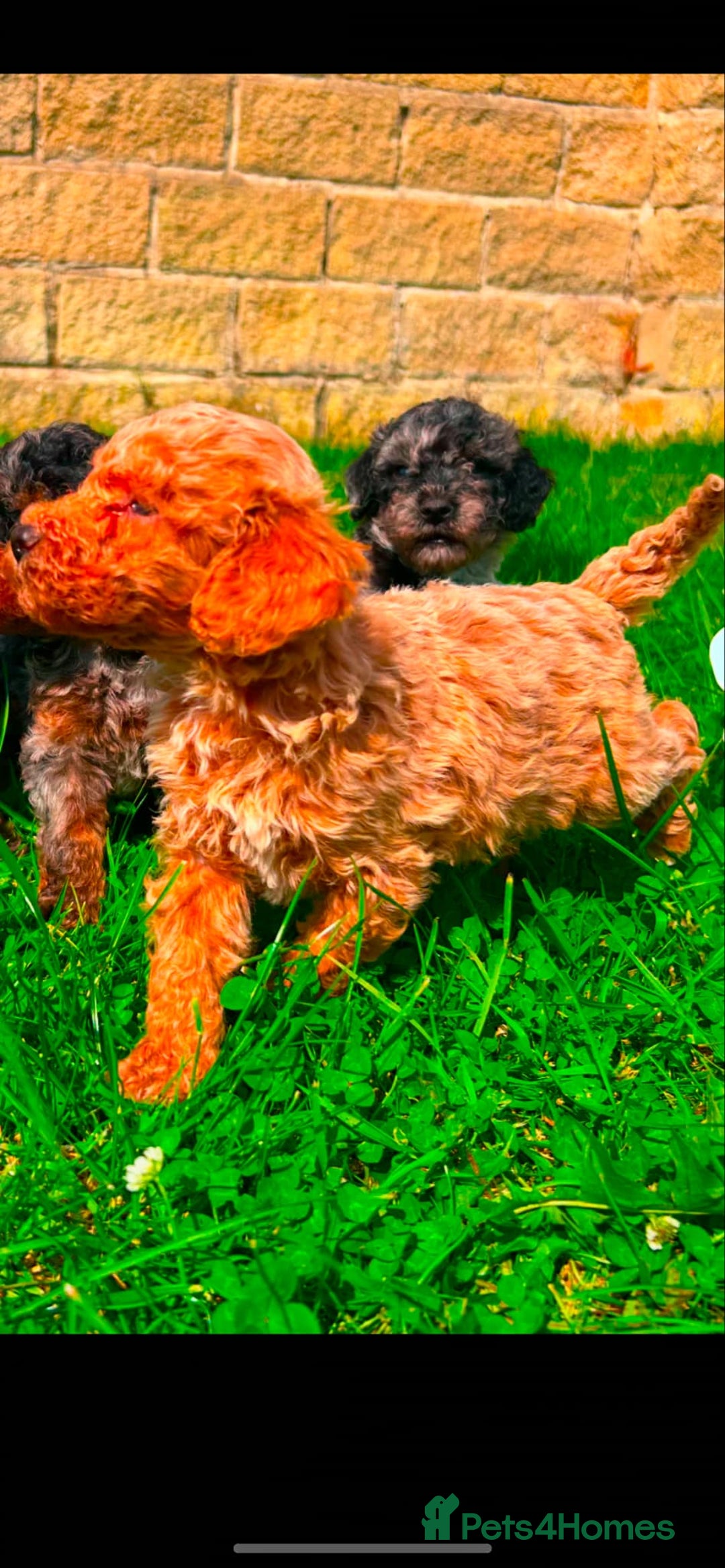 Miniature Poodle dogs for sale: Beautiful male miniature poodle puppies - Image 3