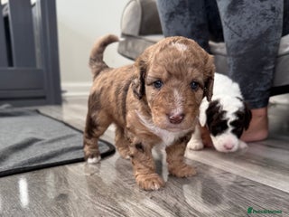 Bernedoodle dogs - Advert 3