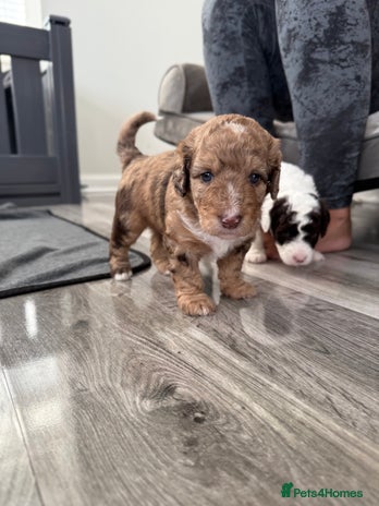 Bernedoodle dogs - Advert 1