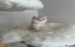British Shorthair cats for sale: Golden Blue British Shorthair kittens  - Image 15