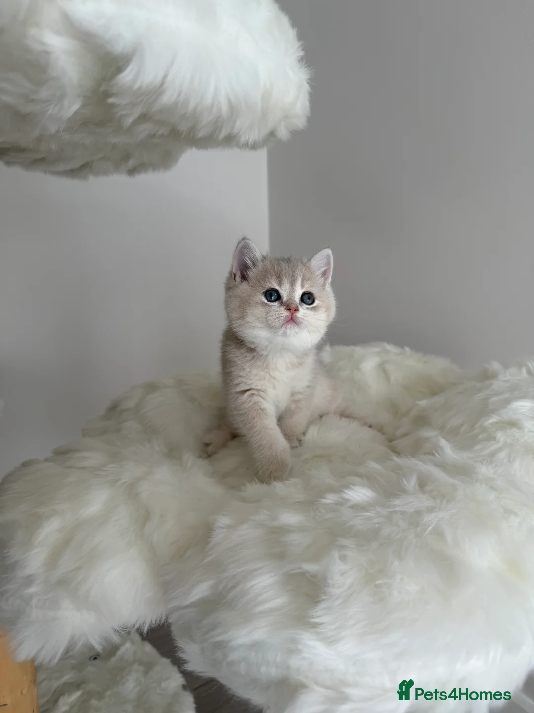 British Shorthair cats for sale: Golden Blue British Shorthair kittens  - Advert 15