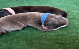 Staffordshire Bull Terrier dogs for sale: Blue staffy pups (mum is champion bred kc) - Image 4