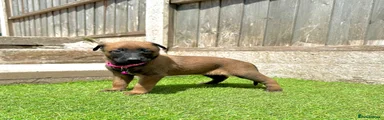 Pink collar female