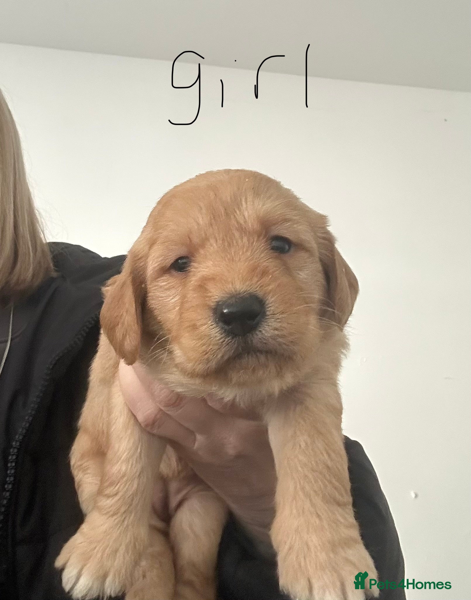 Labradoodle dogs Labradoodle puppies for sale  - Advert 1