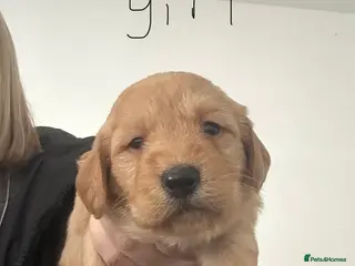 Labradoodle dogs Labradoodle puppies for sale - Advert 1