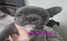French Bulldog dogs for sale: Beautiful French bulldog puppies - Image 18