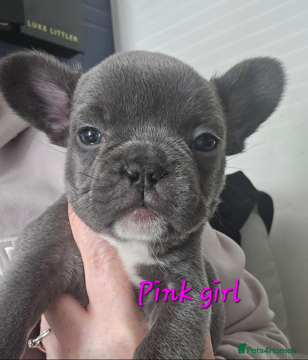 French Bulldog dogs for sale: Beautiful French bulldog puppies - Image 18