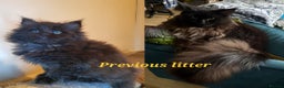 Maine Coon cats for sale: 4 mainecoon kittens looking for home in Bury - Advert 21