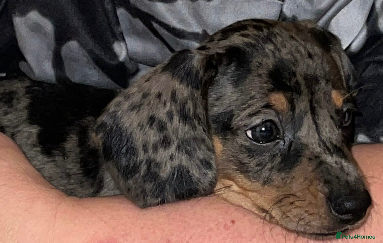 Miniature Dachshund dogs READY 26/12 Miniature Dachshund ALL AVAILABLE - Advert 12