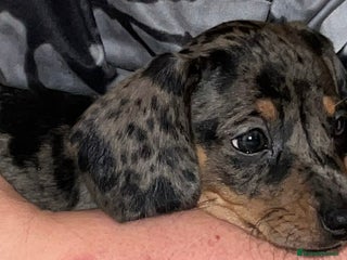 Miniature Dachshund dogs READY 26/12 Miniature Dachshund ALL AVAILABLE - Advert 12