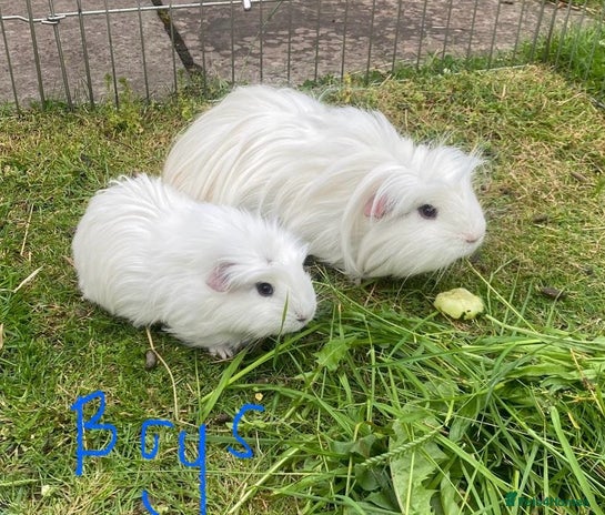 Guinea Pig rodents - Advert 12