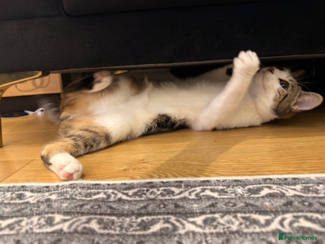 Mixed Breed cats for sale: lovely male cat loves to play and loves to eat😋 - Advert 2