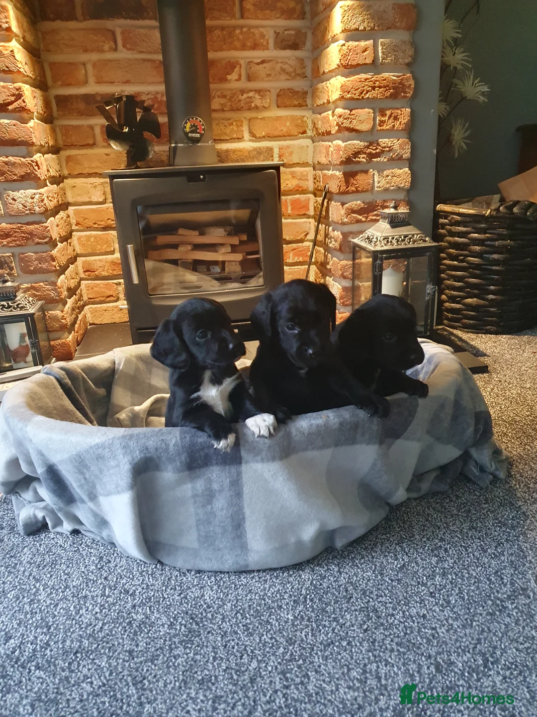 Cockerdor dogs for sale: COCKERDOR  PUPPIES - Advert 7