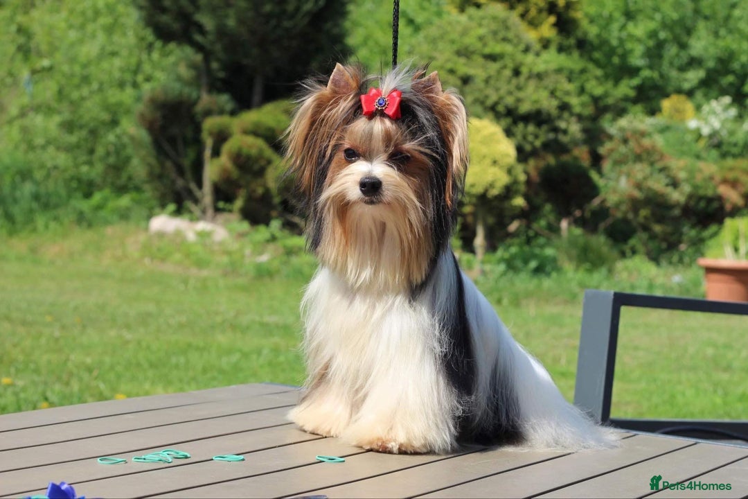Biewer Terrier dogs for sale: Biewer - Image 6