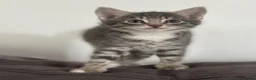 Ragdoll cats for sale: Lovely kittens for sale - Advert 14