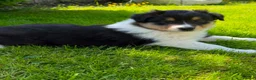 Mixed Breed dogs for sale: Stunning Australian Shepherd x Rough collie pups in Biggar - Advert 9