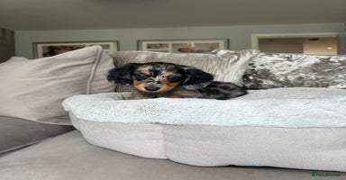 Miniature Dachshund dogs - Advert 13