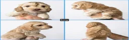 Cockapoo dogs for sale: F1 Cockapoos DNA Health Tested - Advert 25