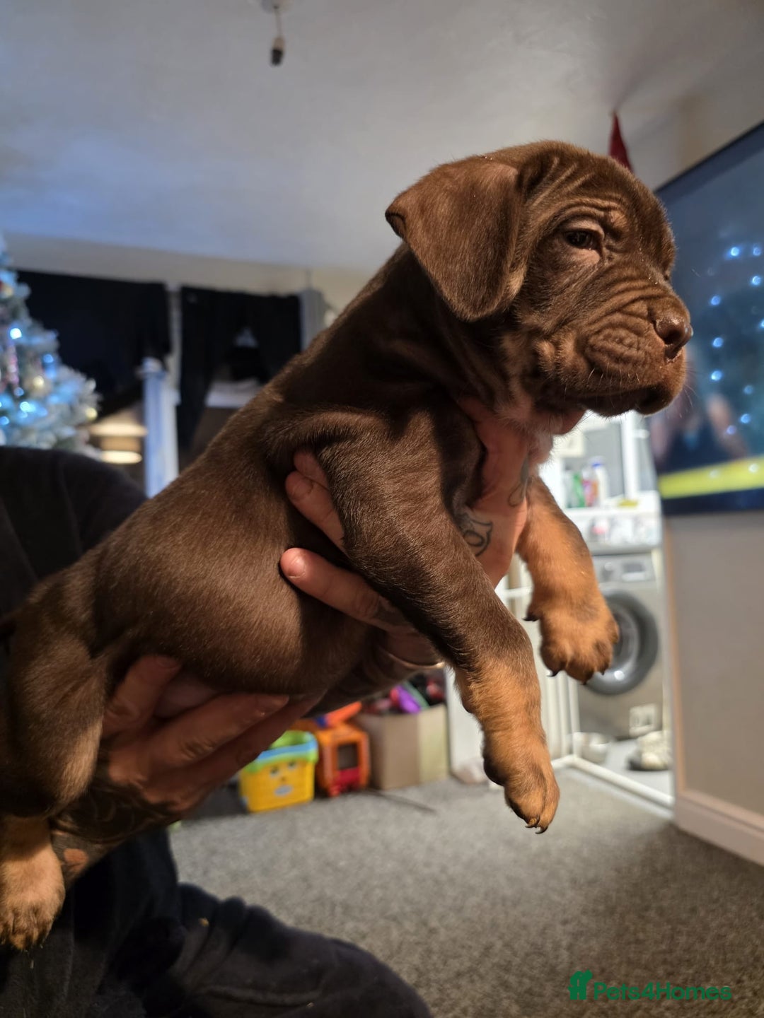 Cane Corso dogs for sale: Cane corso pups - Advert 11