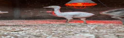 Emus poultry for sale: Rhea chicks  - Advert 1