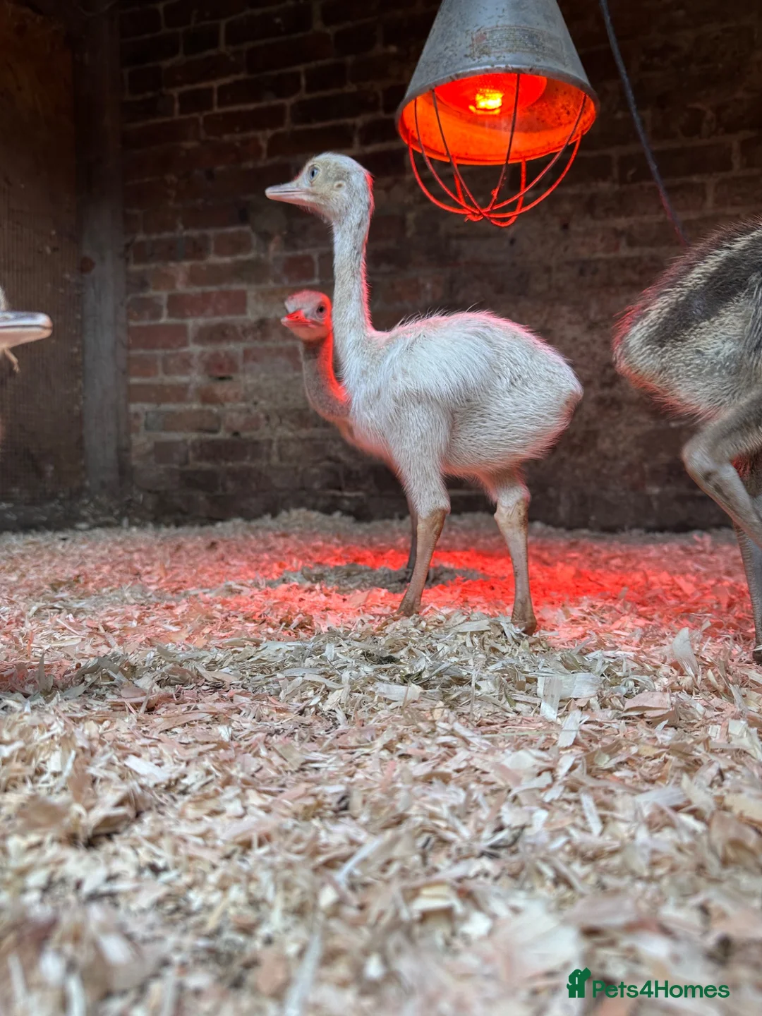 Emus poultry for sale: Rhea chicks  - Advert 1