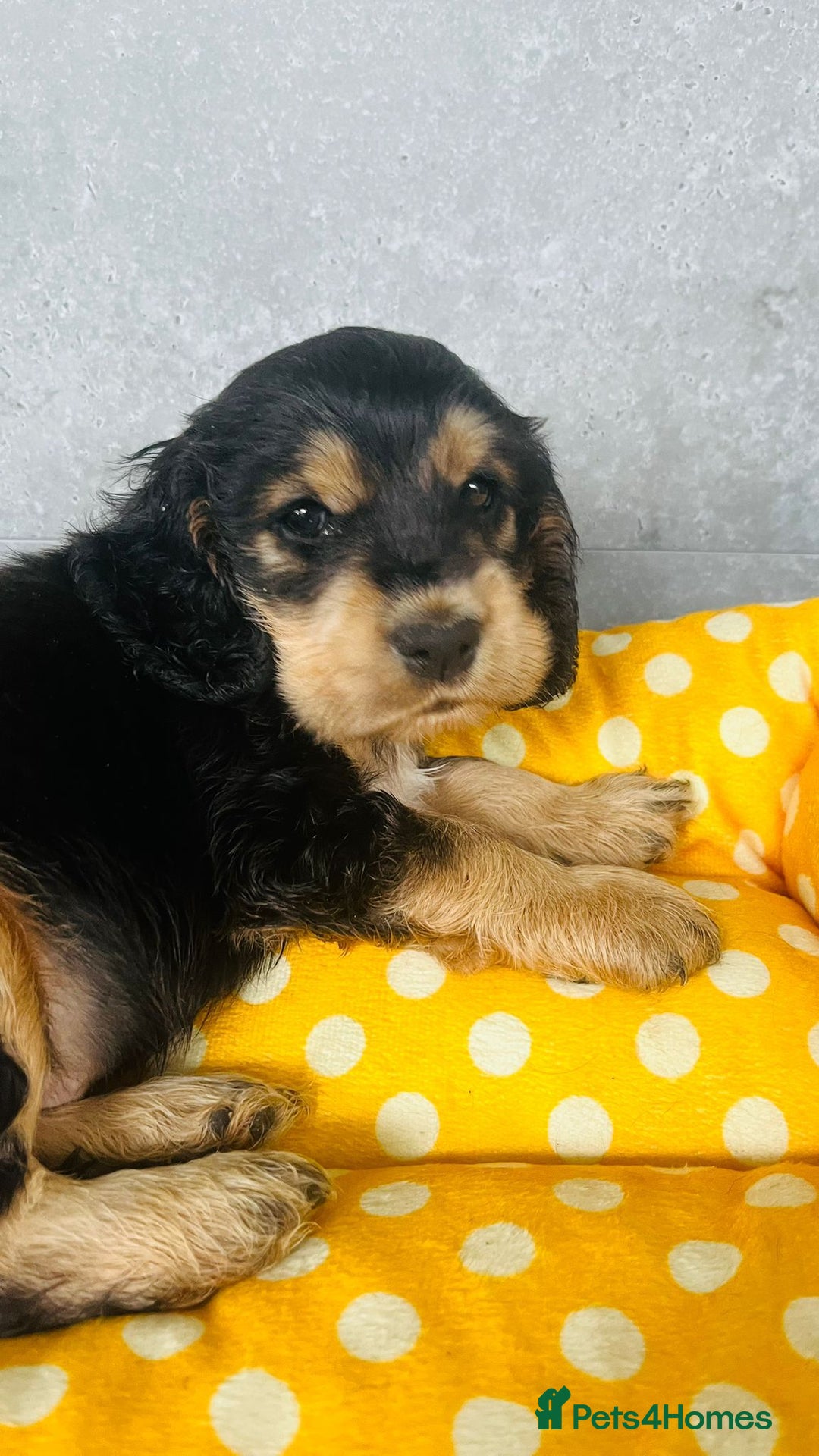 Cocker Spaniel dogs for sale: Kc reg show type cocker spaniel puppies  - Image 1