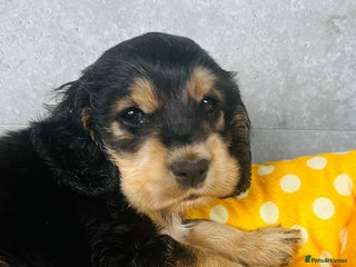 Cocker Spaniel dogs - Advert 1