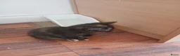 Mixed Breed cats for sale: 1 female kitten in Wantage - Advert 5