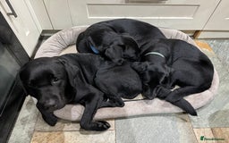 Labrador Retriever dogs for sale: KC Reg Pups, Excellent Pedigree, Ready This Week - Image 20