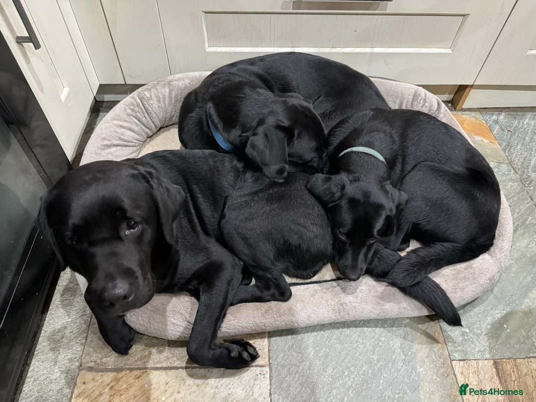 Labrador Retriever dogs for sale: KC Reg Pups, Excellent Pedigree, Ready This Week - Image 20