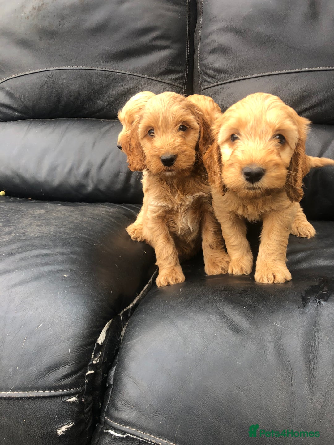 Cockapoo dogs for sale: F1 Cockapoo puppies  - Image 7