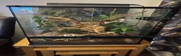 Gecko reptiles for sale: Lillywhite Crested Gecko with Complete Vivarium - Advert 2