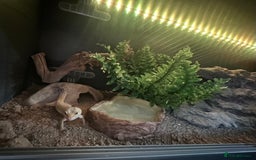 Leopard Gecko reptiles for sale: Male leopard gecko  - Image 1