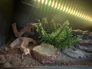 Leopard Gecko reptiles for sale - Advert 1