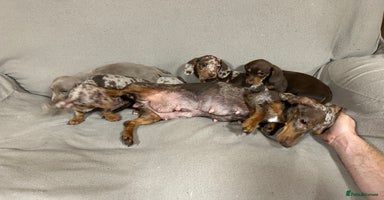 Miniature Dachshund dogs - Advert 1