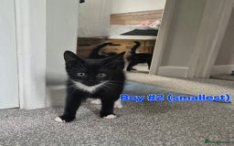 Mixed Breed cats for sale: 6 adorable kittens looking for homes❤️ - Image 3