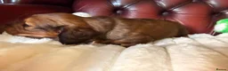 Miniature Dachshund dogs for sale: Show type mini longhair Boy from Crufts finalist  - Advert 6