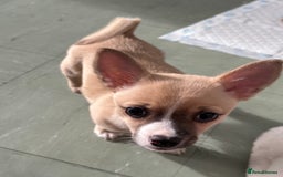 Mixed Breed dogs for sale: Male Jackawawa Puppy - Image 3