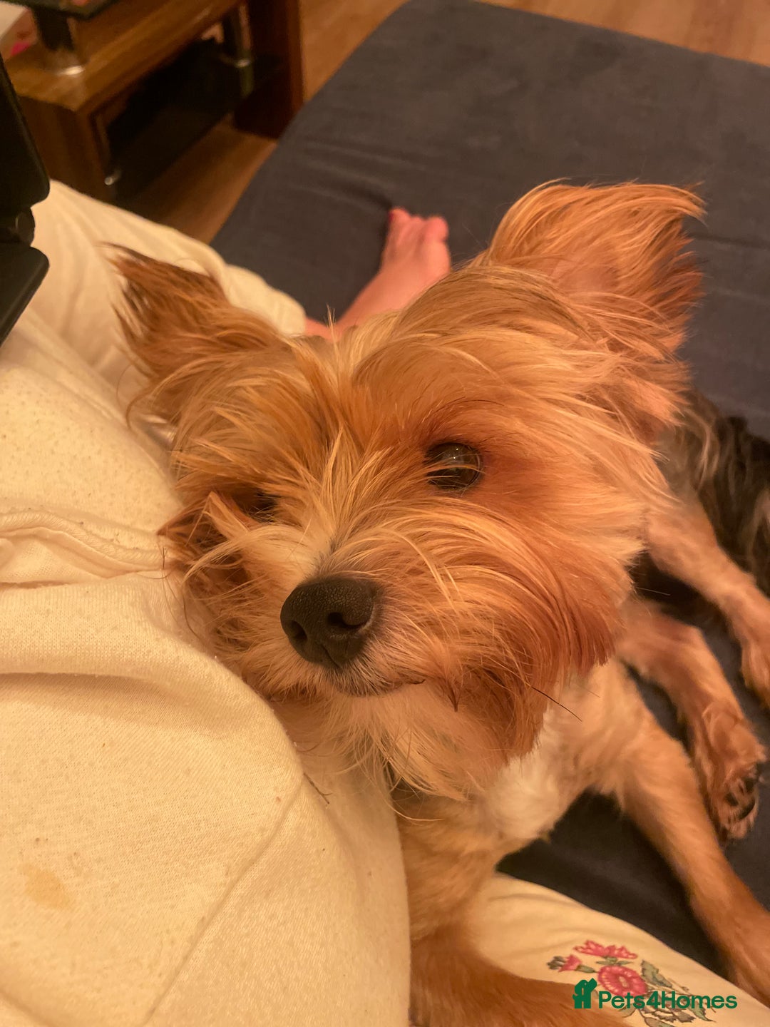 Yorkshire Terrier dogs for stud: 🐶 Yorkshire Terrier Stud Available 🐶 - Advert 1