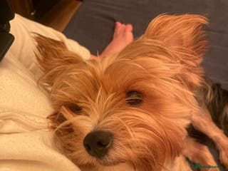 Yorkshire Terrier dogs 🐶 Yorkshire Terrier Stud Available 🐶 - Advert 9