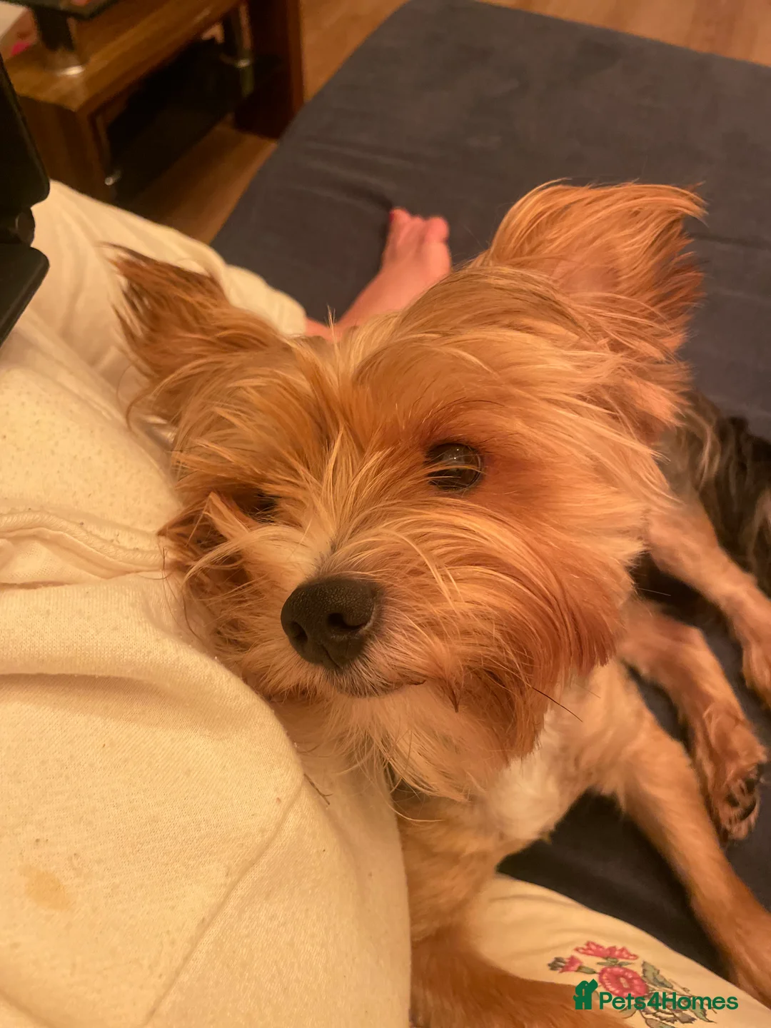 Yorkshire Terrier dogs for stud: 🐶 Yorkshire Terrier Stud Available 🐶 - Advert 1