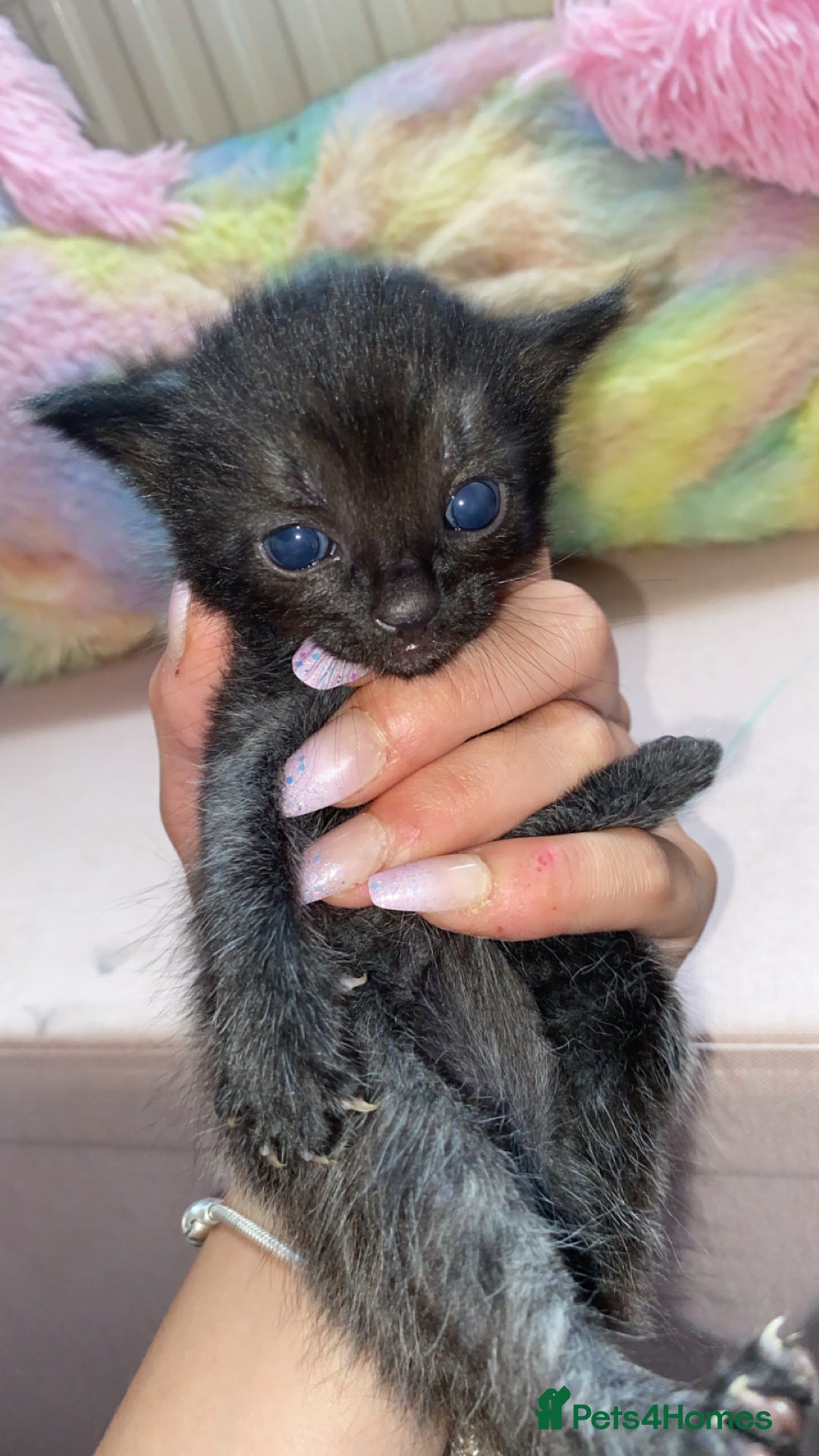 Mixed Breed cats for sale: Litter of 5 beautiful grey and Smokey kittens 🐱  - Image 2