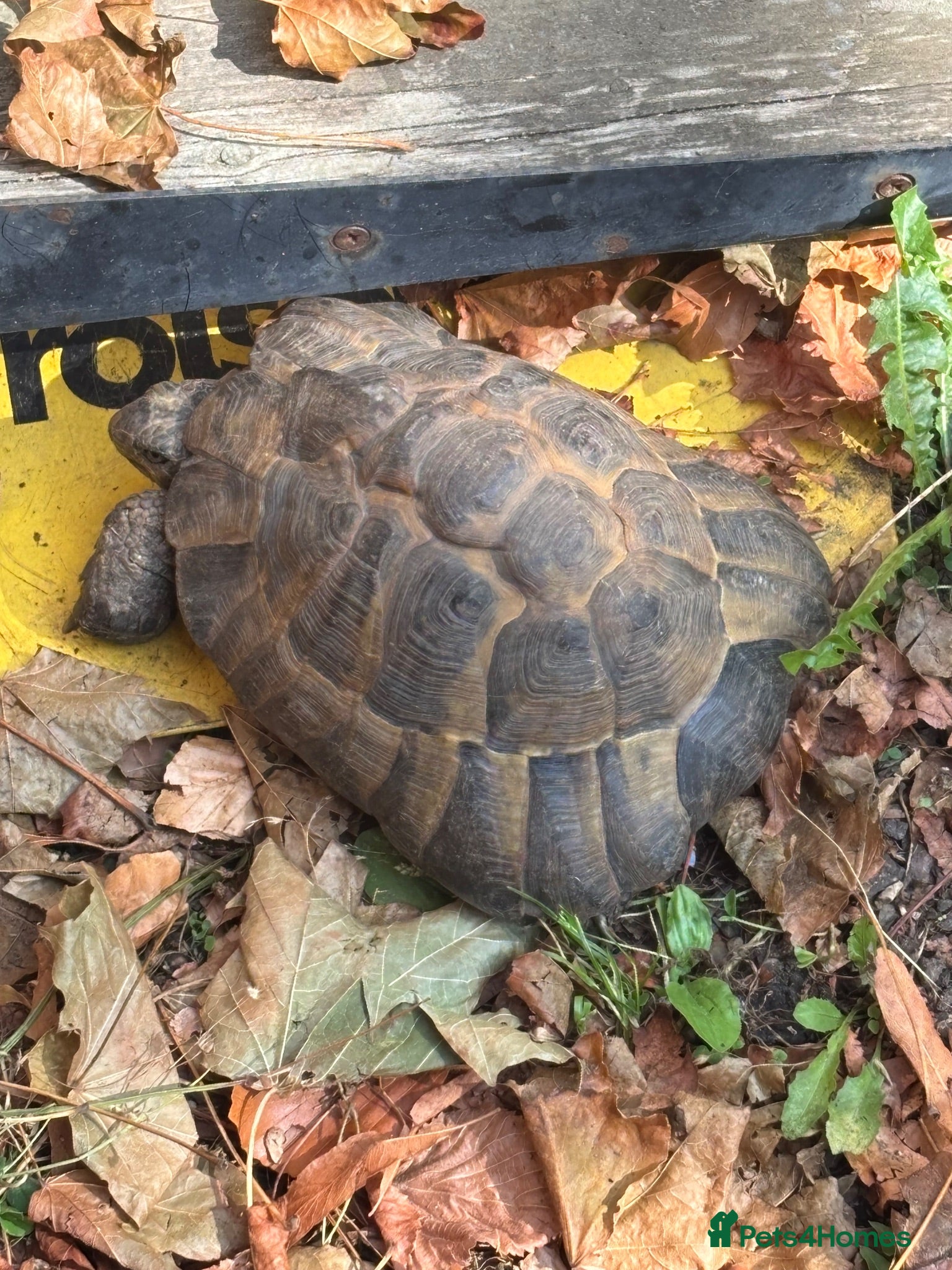 Tortoise reptiles Mediterranean Spur Thighed Tortoise  - Advert 7