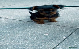Yorkshire Terrier dogs for sale: Mini yorkshire terrier boy   - Image 9