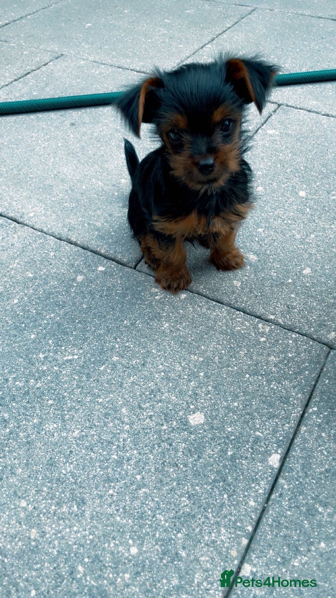 Yorkshire Terrier dogs for sale: Mini yorkshire terrier boy   - Image 9