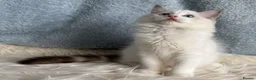 Ragdoll cats for sale: Beautiful Tica Register Kittens Ragdoll - Advert 16