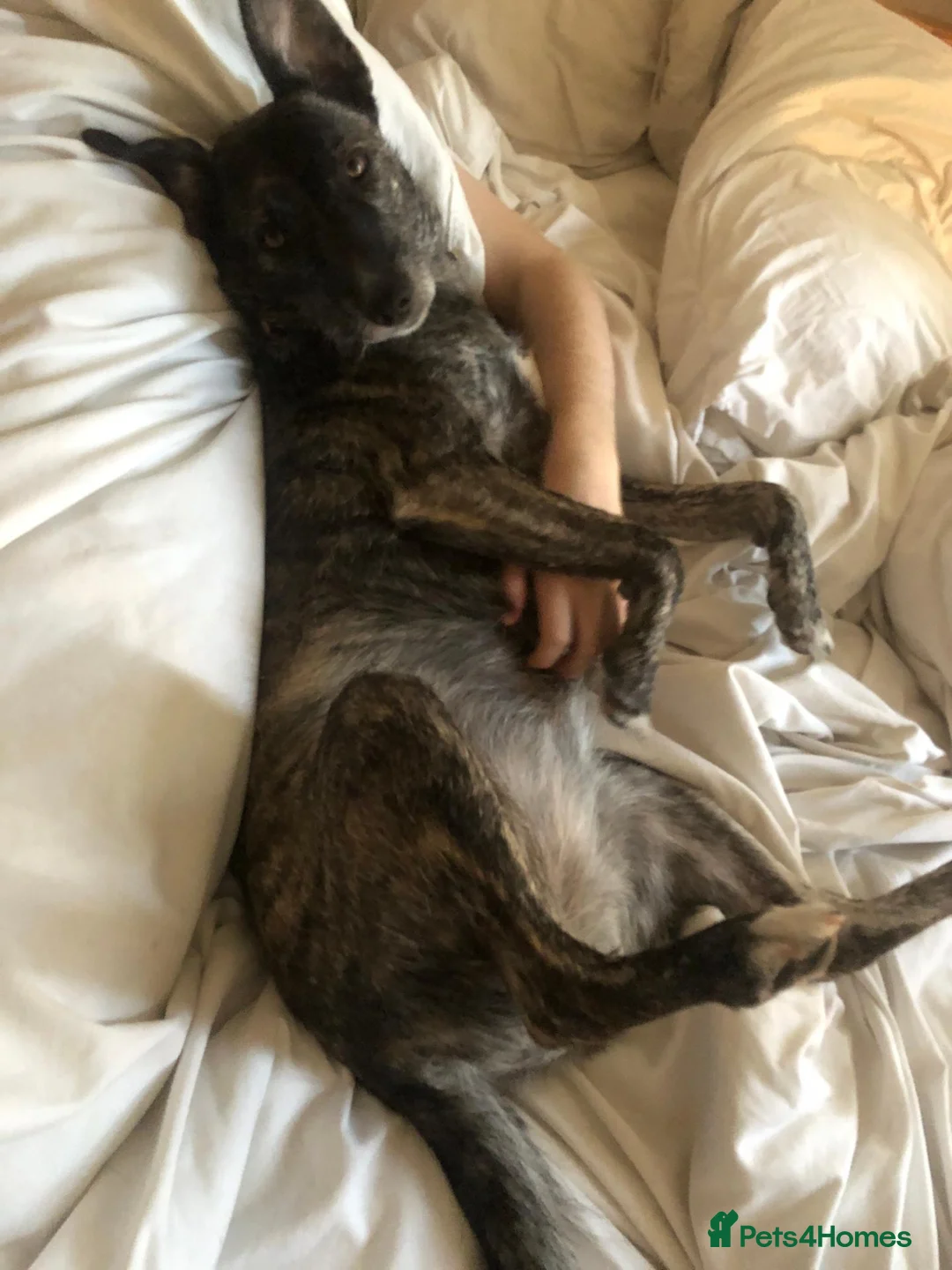 Mixed Breed dogs for sale: Meet Zoya: Clever, Affectionate AdventureCompanion in Glasgow - Advert 2
