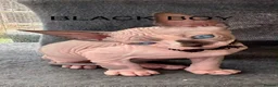 Sphynx cats for sale: Beautiful Sphynx Kittens Looking for Loving Homes in Warminster - Advert 3