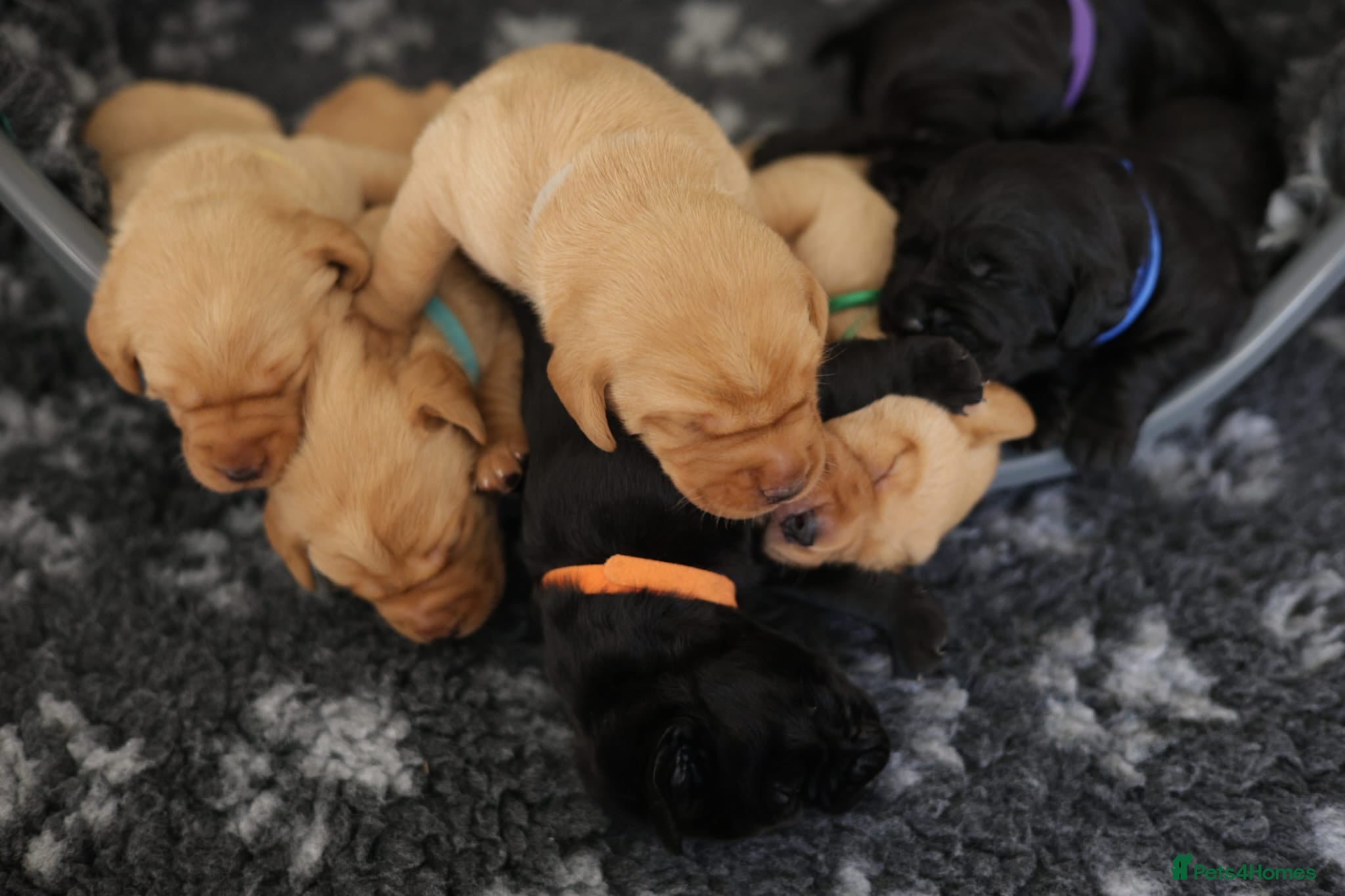 Labrador Retriever dogs for sale: Labrador Puppies – Black & Fox Red in Peterborough - Advert 3